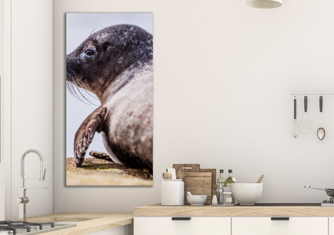 Tableaux personnalisés  Phoque