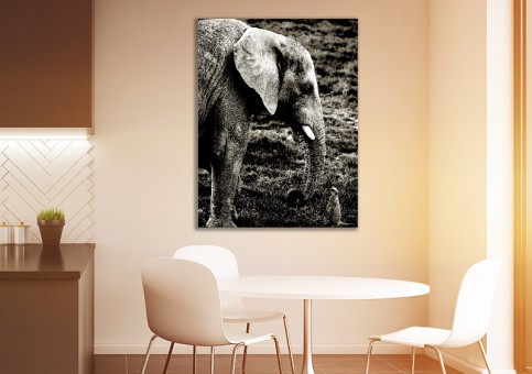 Tableaux personnalisés  Eléphant et suricate