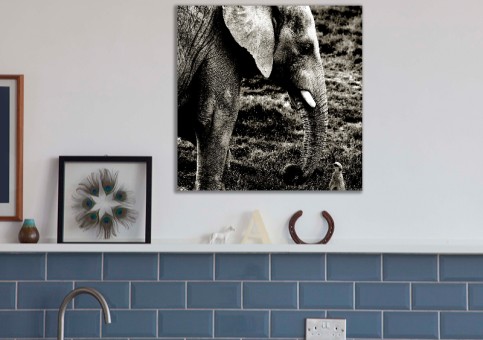 Tableaux personnalisés  Eléphant et suricate