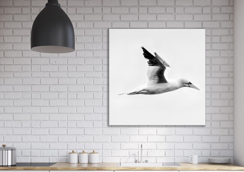 Tableaux personnalisés  Fou de Bassan 1