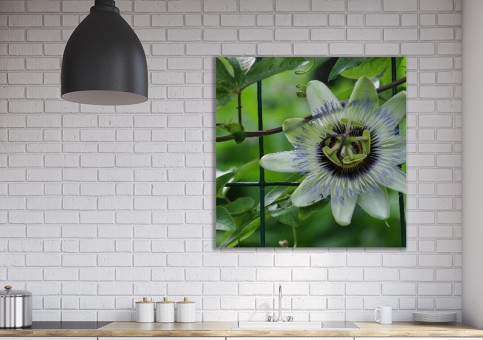 Tableaux personnalisés  Passiflore