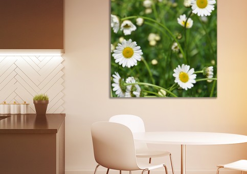 Tableaux personnalisés  Marguerites