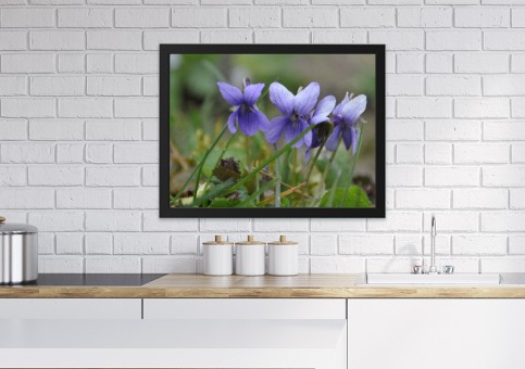 Tableaux personnalisés  Violettes