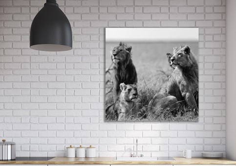 Tableaux personnalisés  Bande de lions
