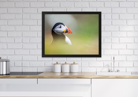 Tableaux personnalisés  Portrait de macareux