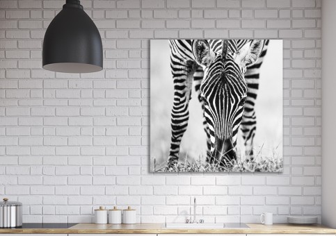 Tableaux personnalisés  portrait de zà¨bre