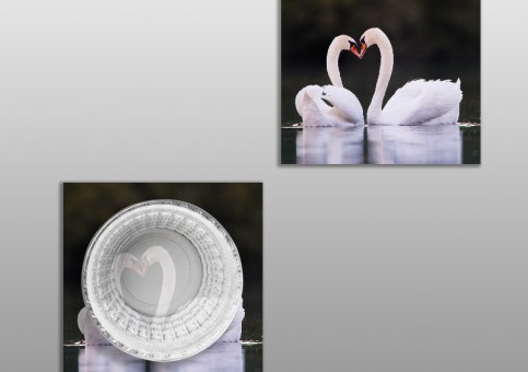 Dessous de verre Coeur de cygne