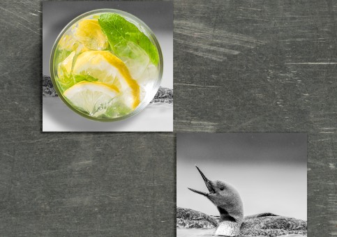 Dessous de verre oiseaux du Canada