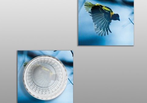 Dessous de verre Oiseau Tisserin
