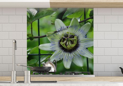 Crédence Passiflore