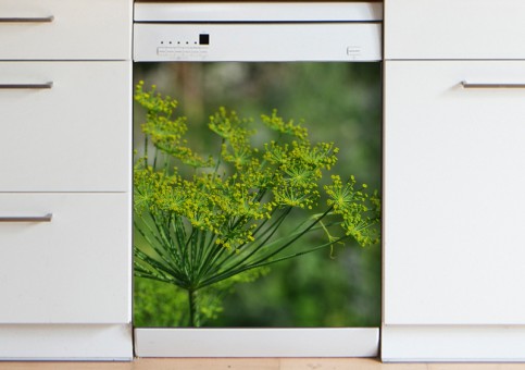 Magnet XXL Fleur d'aneth