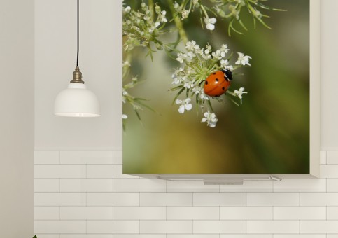 Magnet XXL Coccinelle