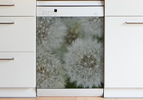 Magnet XXL Graines de pissenlit