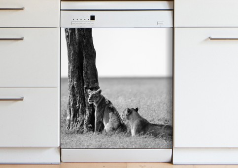 Magnet XXL Bande de lions