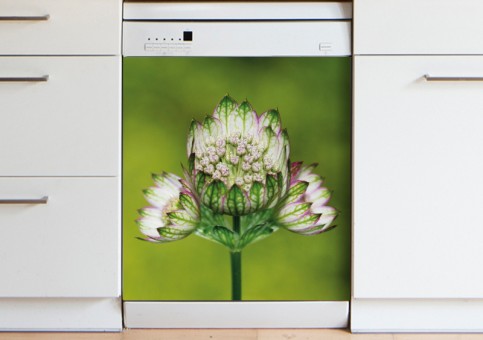 Magnet XXL Fleur 