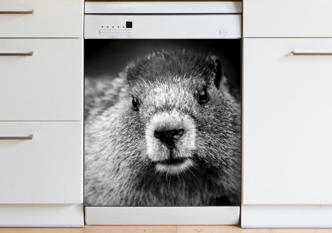 Magnet XXL Portrait de marmotte
