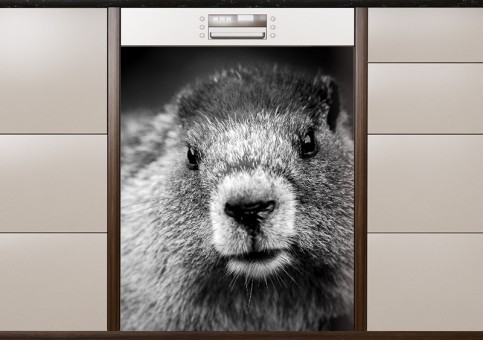 Magnet XXL Portrait de marmotte